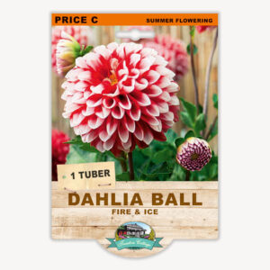 Flowering Bulbs (New Pricing)