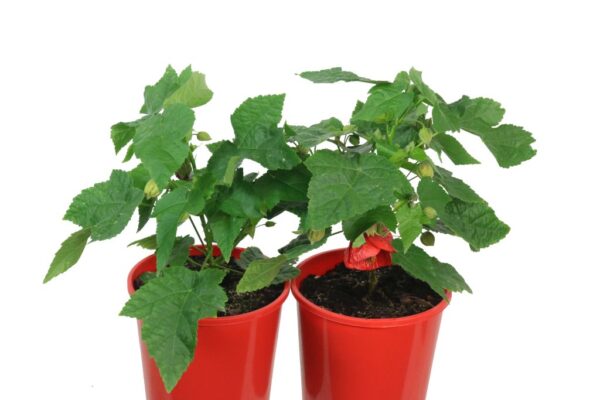 ABUTILON LUCKY LANTERN RED