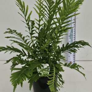 Indoor and Ferns