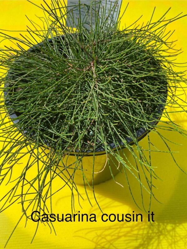 CASUARINA COUSIN IT