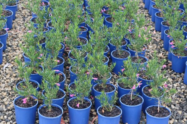 EREMOPHILA ALTERN X MACULATA WILD BERRY