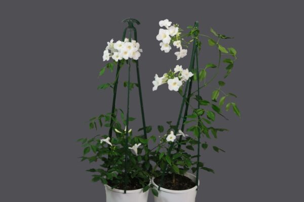 PANDOREA JASMINOIDES LADY DI