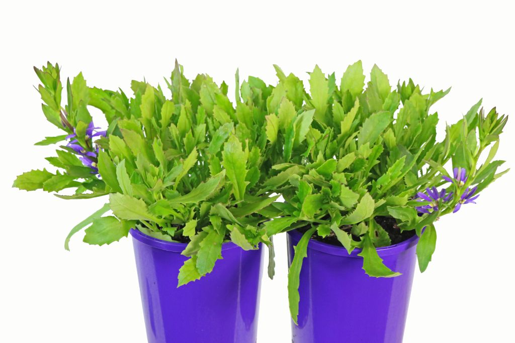 scaevola-aussie-salute-the-plant-supply-co